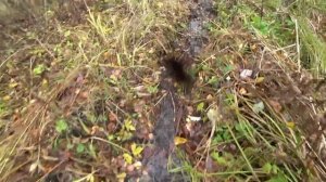 Прогулка по старым заросшим дорогам .серия 8