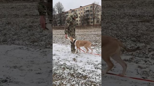 Локи ищет дом ❤️