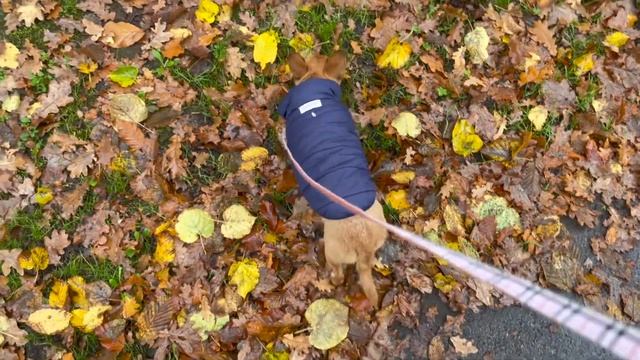 Уютный вечер, уютная осенняя прогулка #amydog