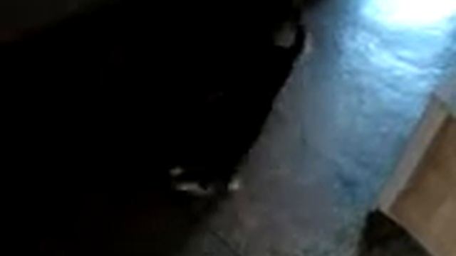 Кошачьи разборки в домашних условиях смотреть онлайн