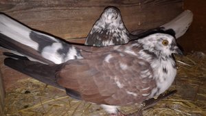 Николаевские голуби