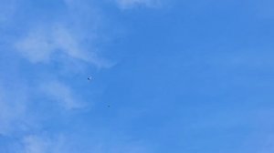 1000 за голубя но не летал