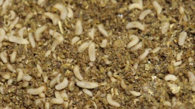 Hexafly  RTÉ One  Ear To The Ground