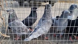 Голуби цены Птичий рынок г. Прохладный