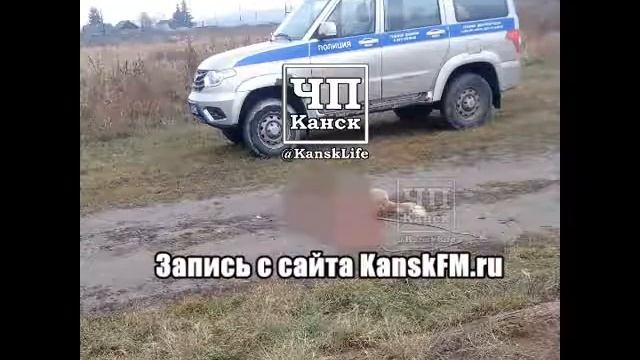 Медведь задравший собаку пошел в Канск смотреть онлайн