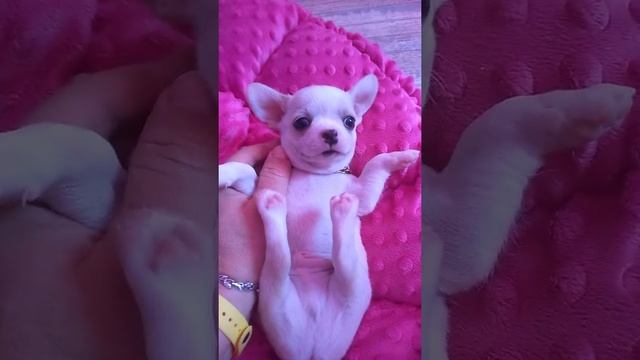 милый мальчик кремовый Меллас Кастропуло Крым продам щенков чихуахуа купить резерв смотреть онлайн