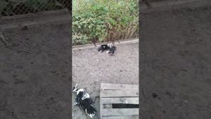 Собака подавил и порвал индоуток и курей