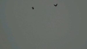 БК торцовые голуби Регулярного Василия.Новый год 2019.