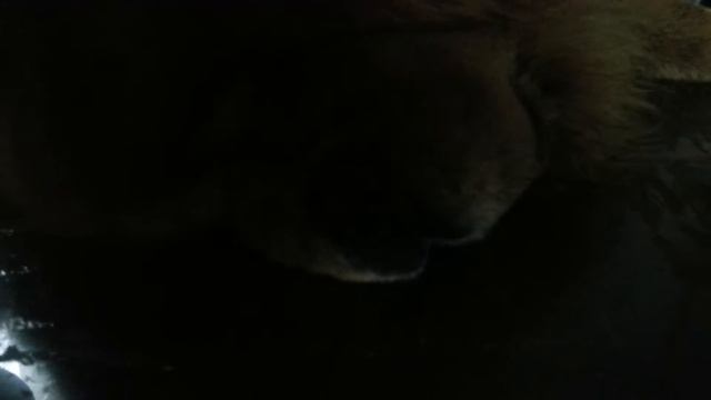 сон без задних лап ))) смотреть онлайн