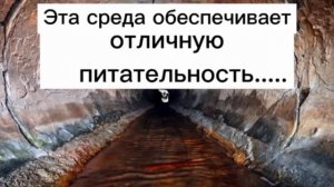 Тролль-Инциндент (#6)