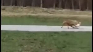 Лиса в Москве напала на собаку