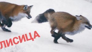 Лиса, Не догонишь! Зима в лесу.ЗВЕРИ ПТИЦЫ В ЗИМНЕМ ЛЕСУ.