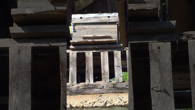 ARHAVİ KAFKAS ARILARILAR HD 1 смотреть онлайн