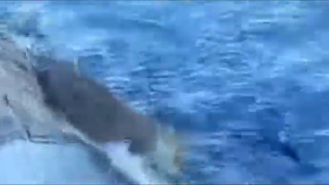 Копия видео "Кот рыболов" смотреть онлайн