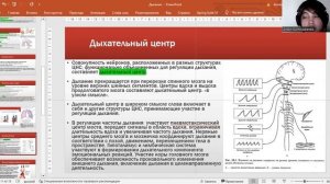 Физиология дыхания