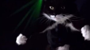 Коты поют (мяу мяу мяу)