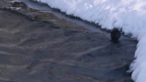 Оляпка Материал к занятию