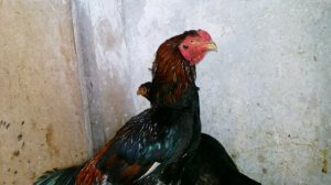 "Греческий Азиль "