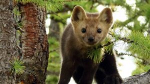 ЕВРЕЙСКИЙ СКВАРЕШНИК...😸 👏 .🐻 😘 👏. 👏 👏👍