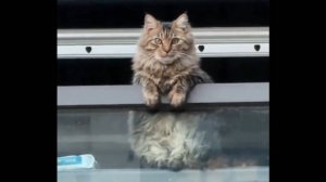 Смешные коты и котята