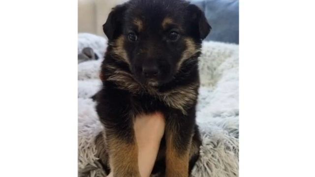 Ласковый щеночек ищет Семью смотреть онлайн