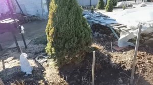 Обзор сада в апреле Подснежники Крокусы Пушкиния  радуют красками. Планы  изменения в саду