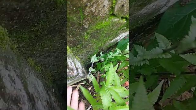 fern sporophyll and fiddle heads