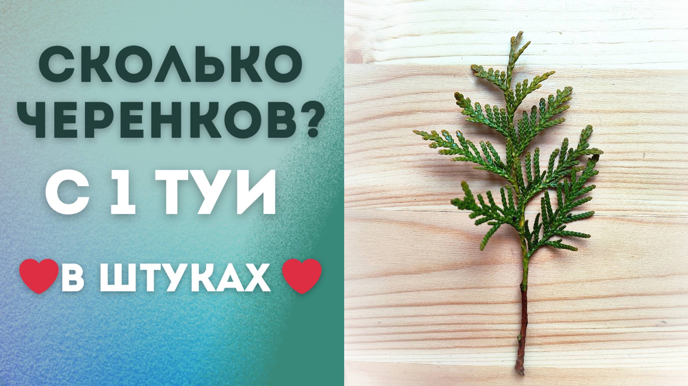Сколько черенков можно взять с одной туи?|Черенкование туи весной|Сколько вешать в штуках?