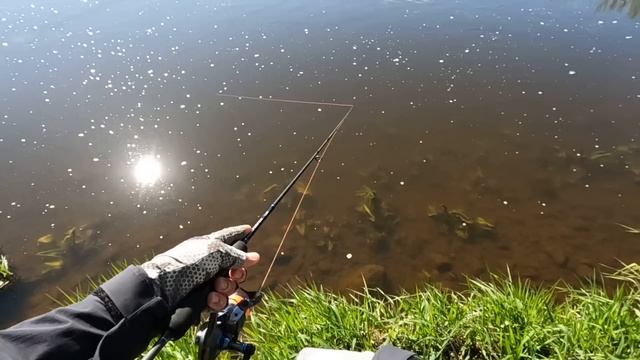 ГОЛАВЛЬ малых рек, СЕЗОН ОТКРЫТ! Рыбалка на спиннинг в мае! Ловля голавля на кренки! смотреть онлайн