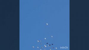 09.11.18. 15.20 Вечерняя тренировка голубей.