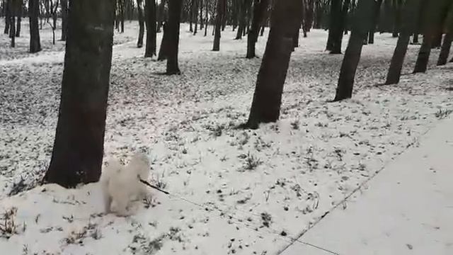 Первая охота🤣#самоед #самоеды #самоедскаялайка #пушистики #Самоед Югра