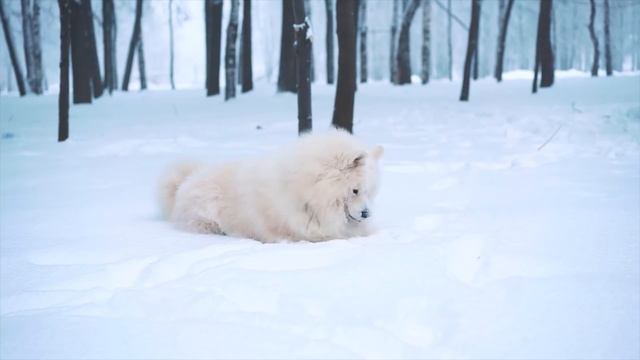 Мужчина подкормил дикого пса, не зная, что в следующий миг он станет его спасителем
