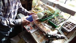 Весна, рассада овощей и самоделка для полива рассады.