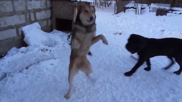 Ева хочет домой , заподно сибирская лайка #mastino #labrador#лайка