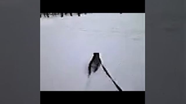 каки