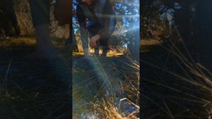 Тик Ток квадробики волк🐺  собаки 🐶