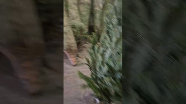 Пихты Нордмана - новогодние красотки