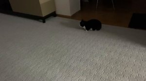 Пытаемся познакомить Ари с котом Бузей AryDober