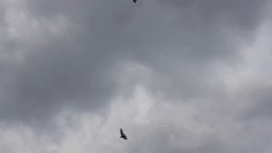 29.04.19. Приподнял голубей перед дождём.