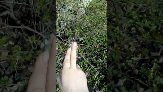 прогулка с моей морской свинкой. хотите увидеть на моём ак собаку дайте поже 3 ❤ смотреть онлайн