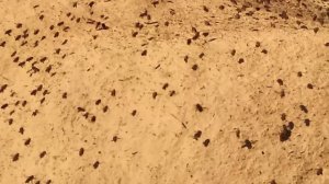 Самый ранний " пыльценос"