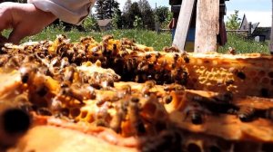 отводки на роевые маточники