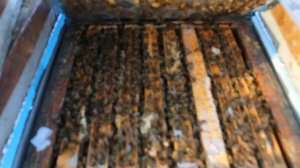 Зимовка на воле, альпиец Н 108