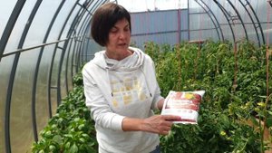 Жирование томатов. Вершинная гниль. Опадение цвета. Три проблемы - одно решение. И это - подкормка!