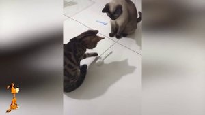 Я ржал до слёз, приколы с животными