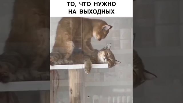 Массаж от мужа