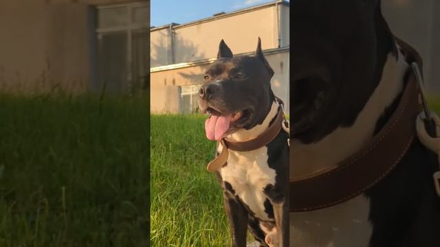 стаффорд амстафф #амстафф #стаффорд #stafford #amstaff #dog #собака смотреть онлайн