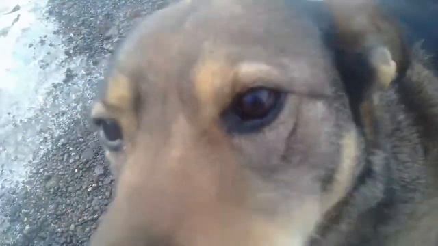 Соседская собака смотреть онлайн