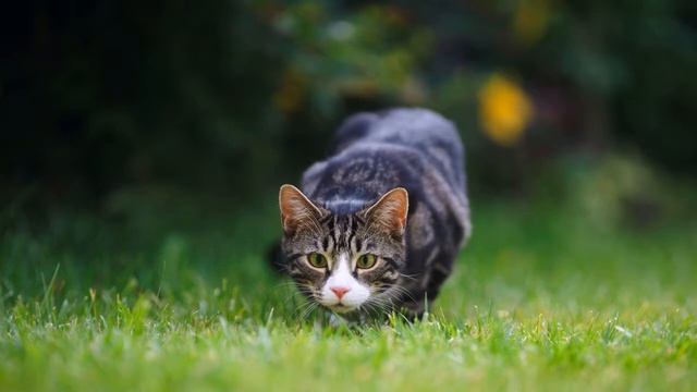 Картинка кошка. Трава, кот, котенок, крадется, sneaks, JPEG. смотреть онлайн