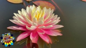 Нимфея Pulse (Пульсирующий) кувшинка, waterlily, водные растения, пруд